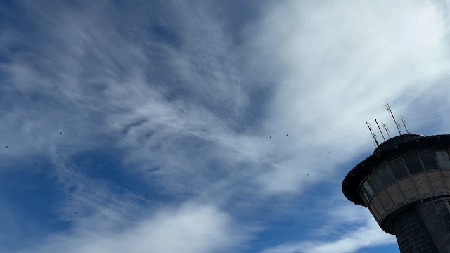 Turkey Vulture - ML645181130