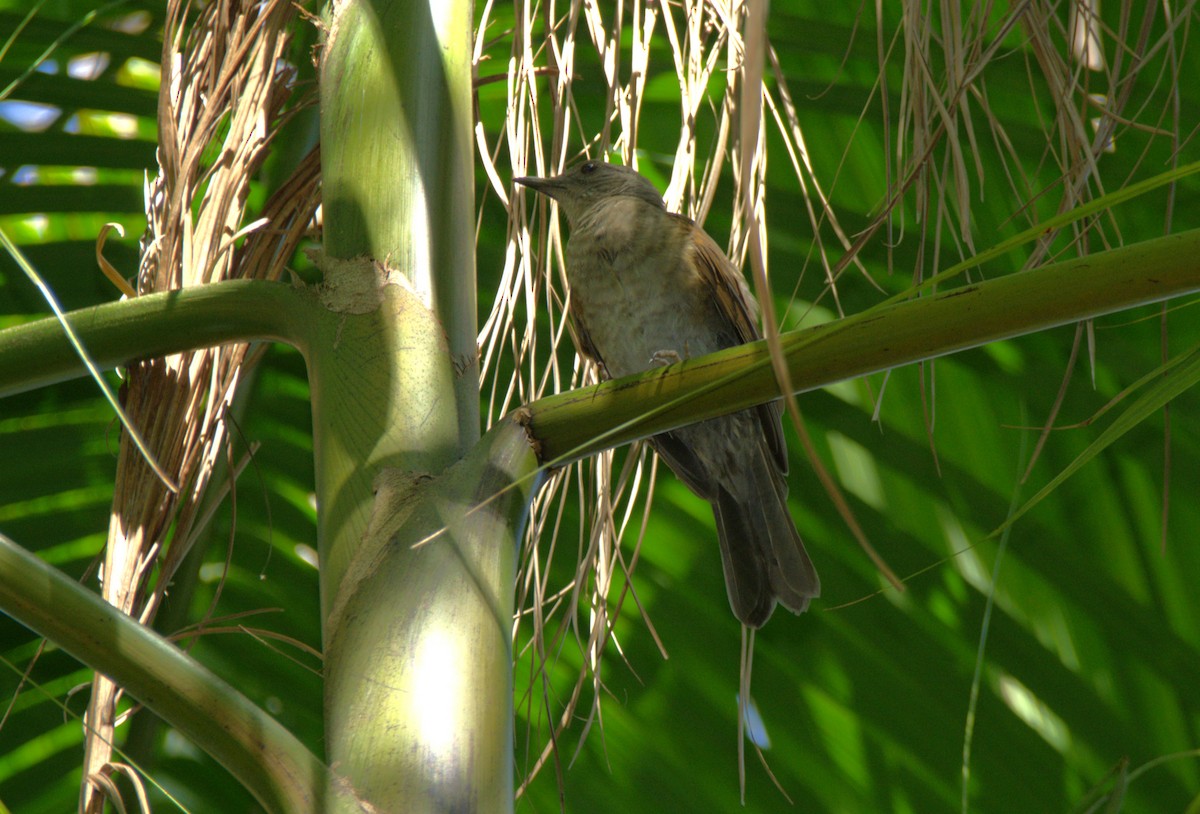 Pale-breasted Thrush - ML645181144