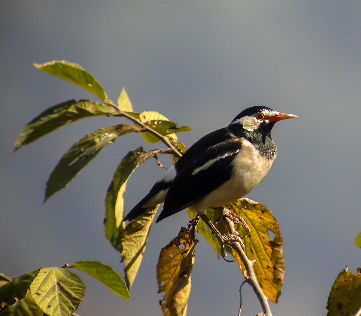Indian Pied Starling - ML645181158
