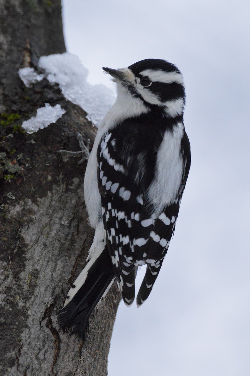 dunspett - ML645181159