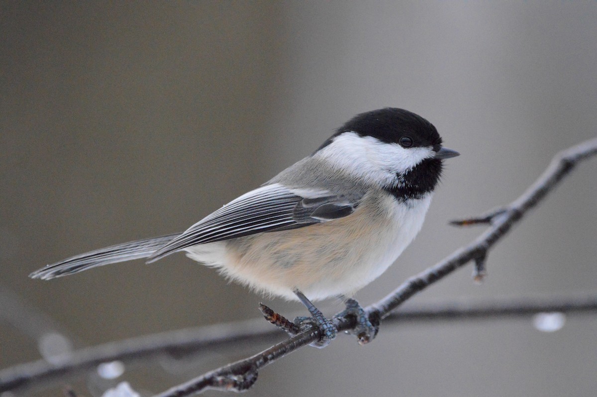 amerikameis - ML645181180