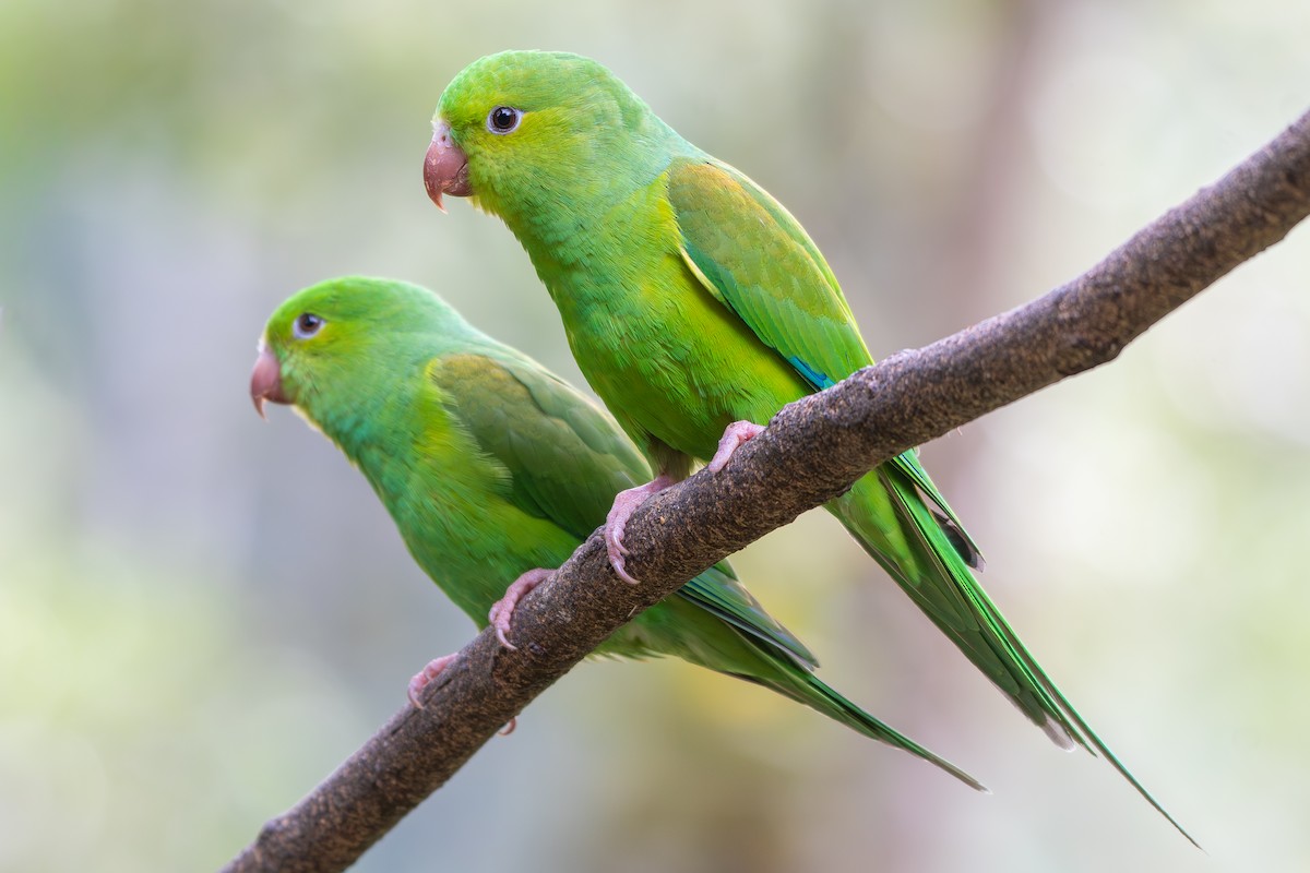 オナガミドリインコ - ML645181191