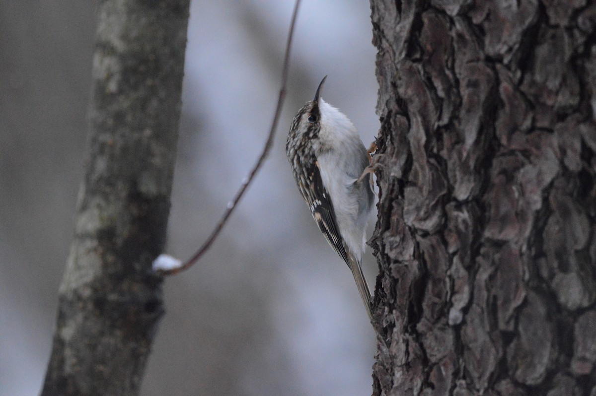 amerikatrekryper - ML645181192