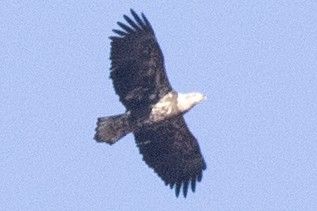 Itsas arrano buruzuria - ML645181193