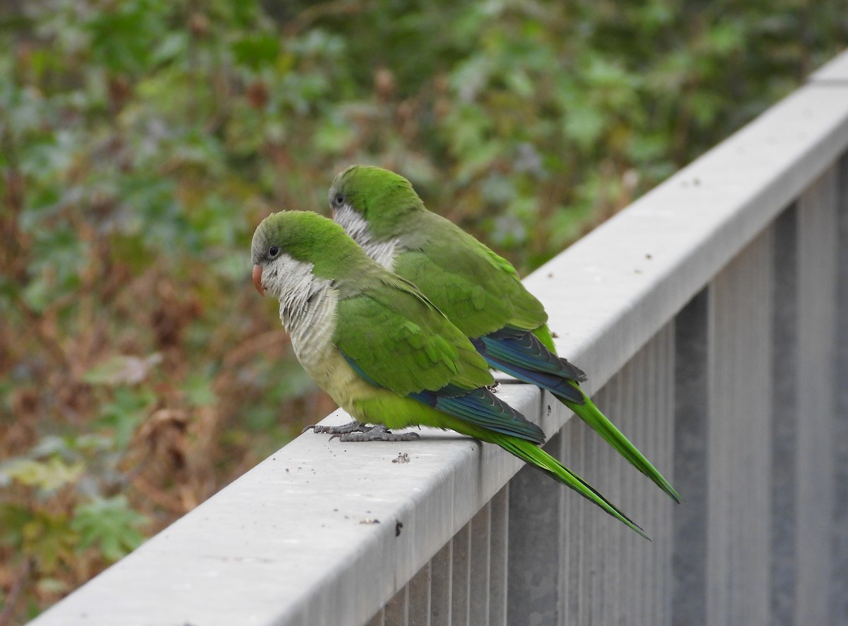 Калита сіроволий - ML645181219