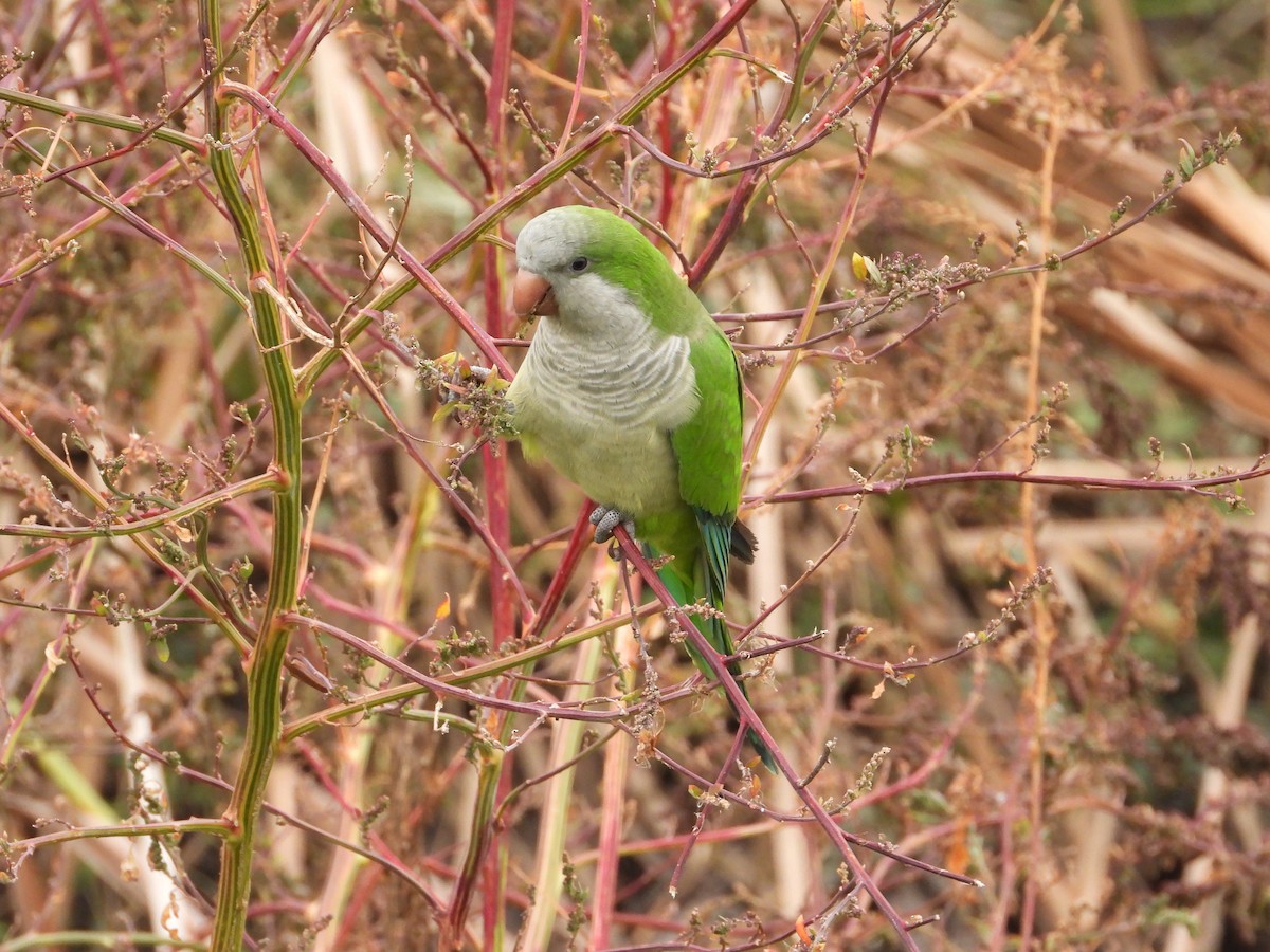 Калита сіроволий - ML645181220