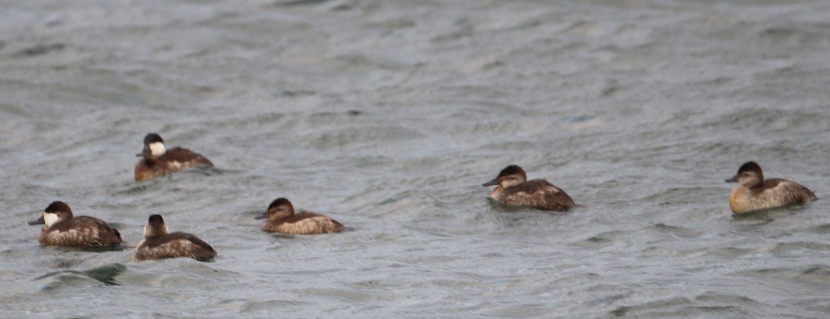 Савка американська - ML645181225