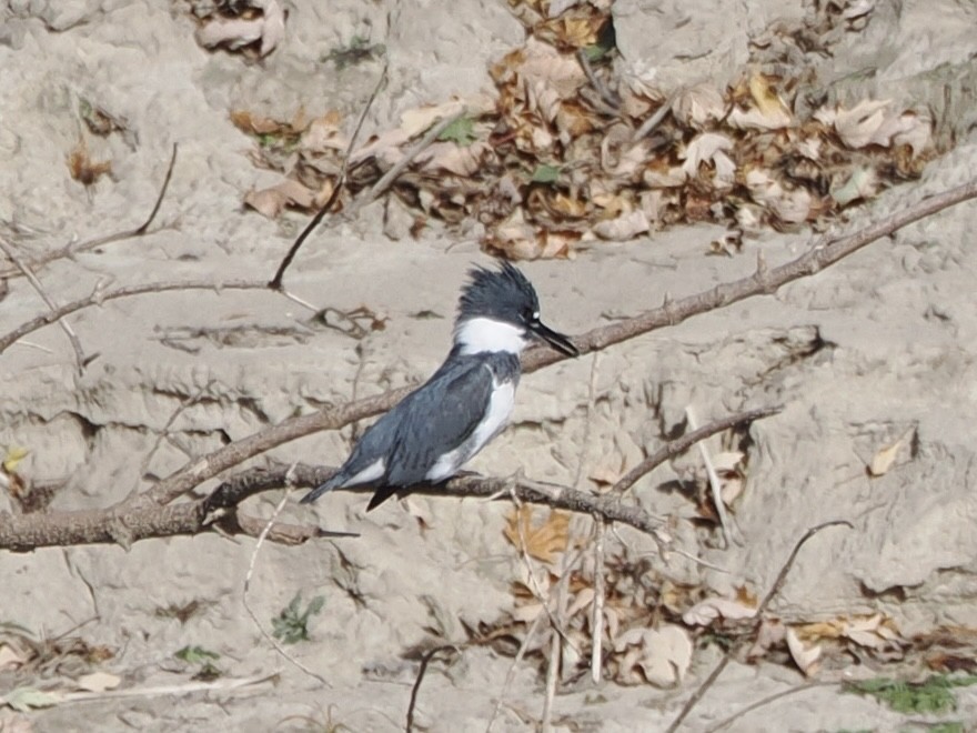 Опоясанный зимородок - ML645181232