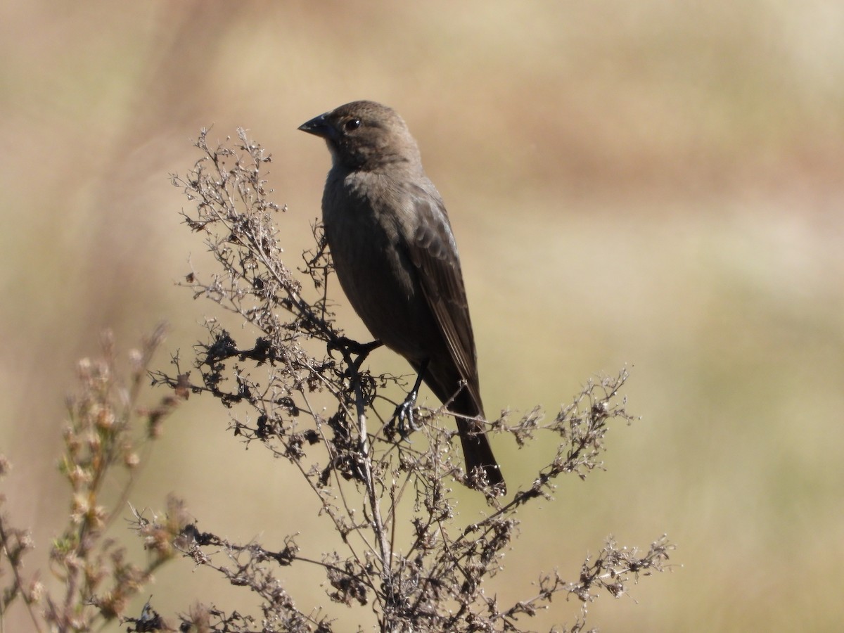 Braunkopf-Kuhstärling - ML645181238