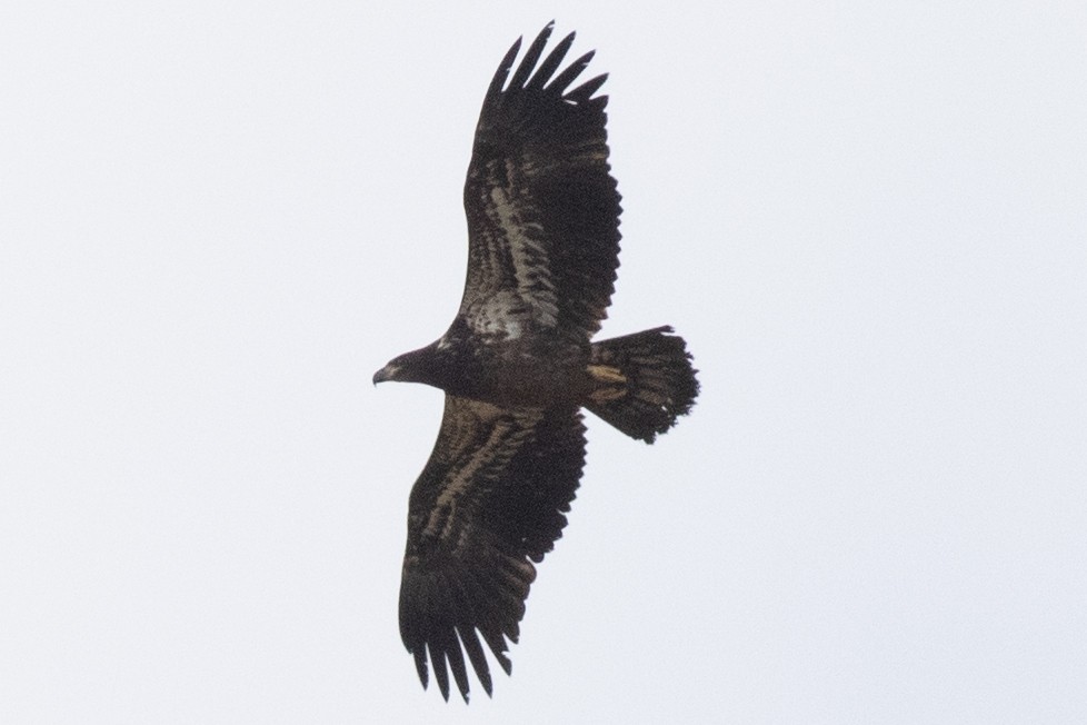 Itsas arrano buruzuria - ML645181246