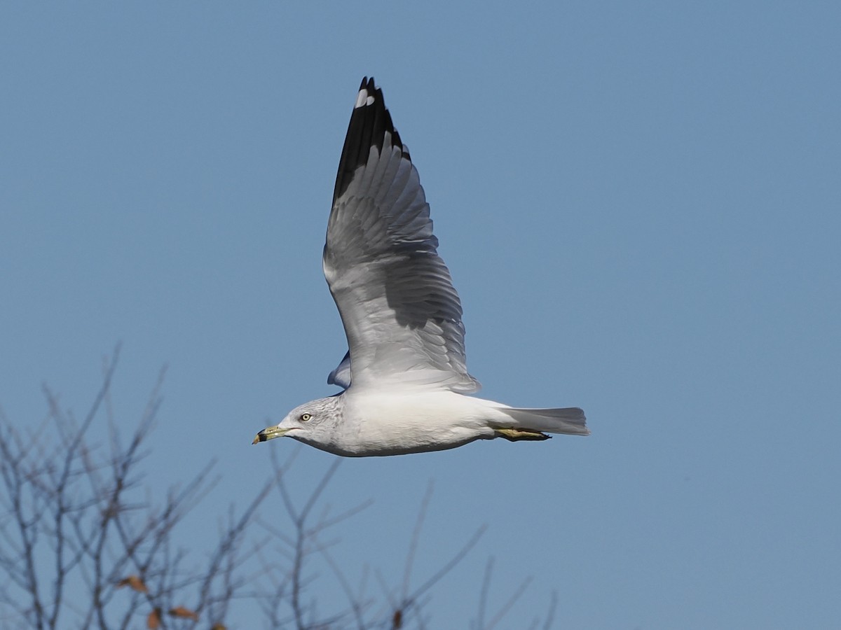 שחף עקוד-מקור - ML645181256