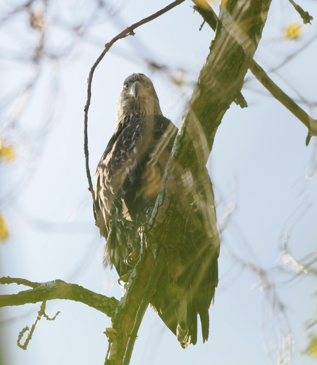 Itsas arrano buruzuria - ML645181269