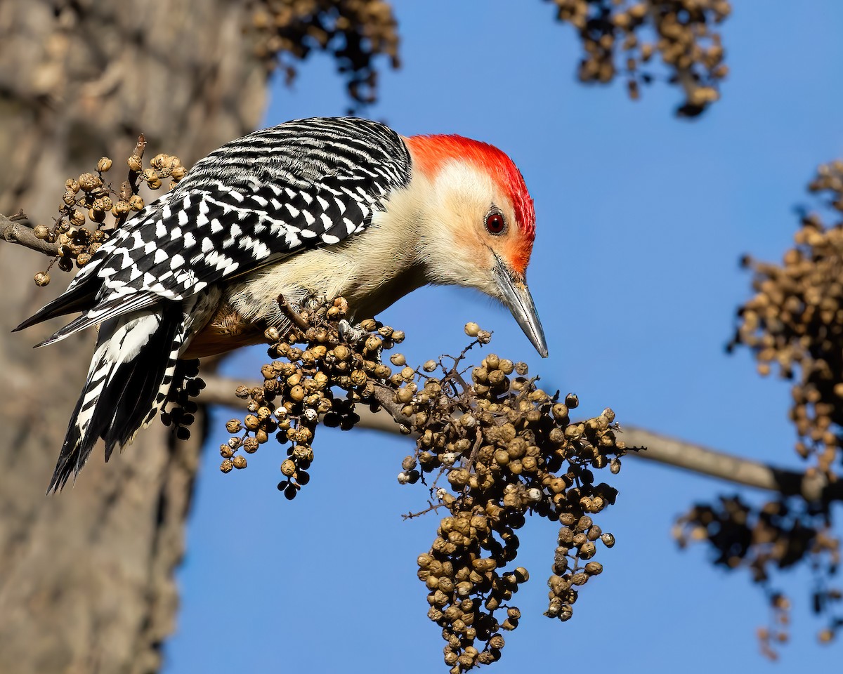 Carpintero de Carolina - ML645181276