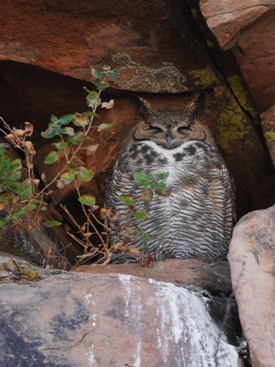 Great Horned Owl - ML645181284