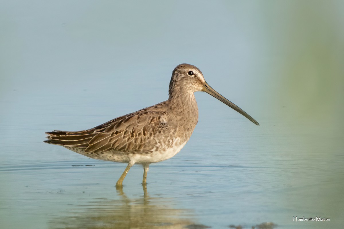 Long-billed Dowitcher - ML645181307