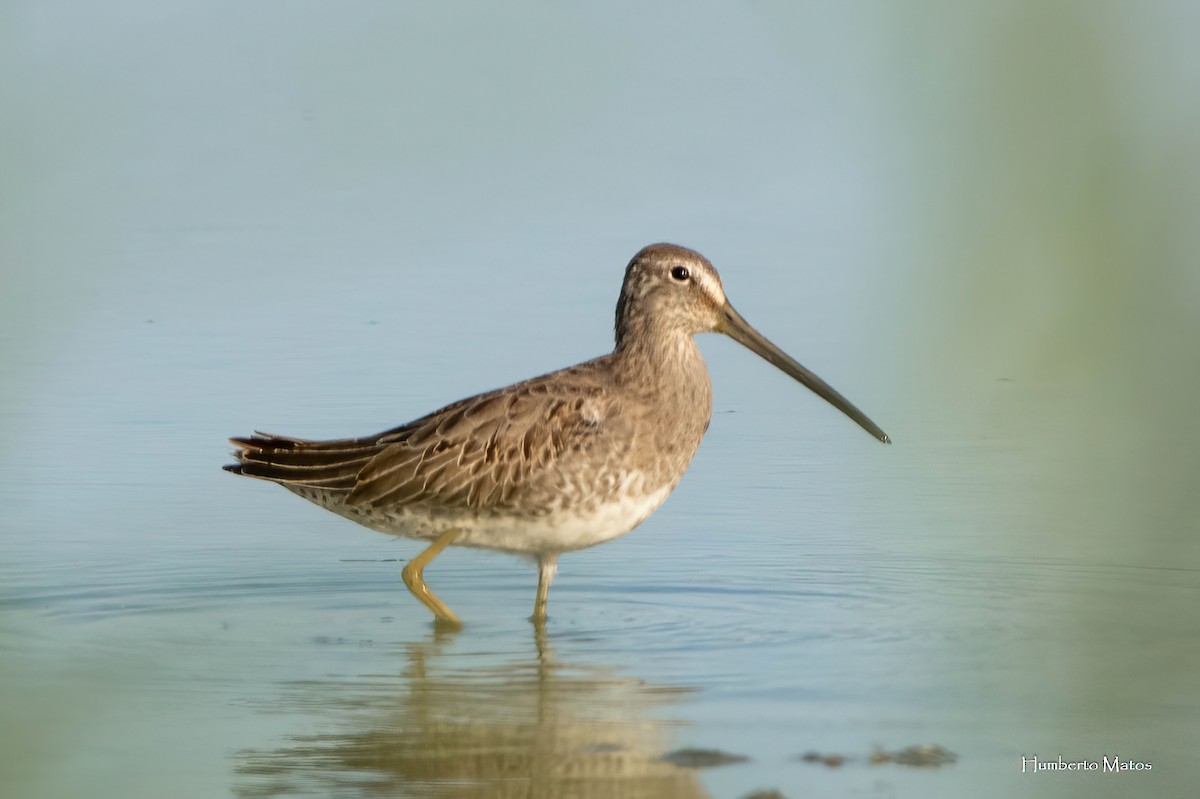 Long-billed Dowitcher - ML645181308