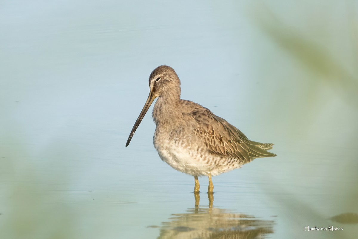 Long-billed Dowitcher - ML645181309
