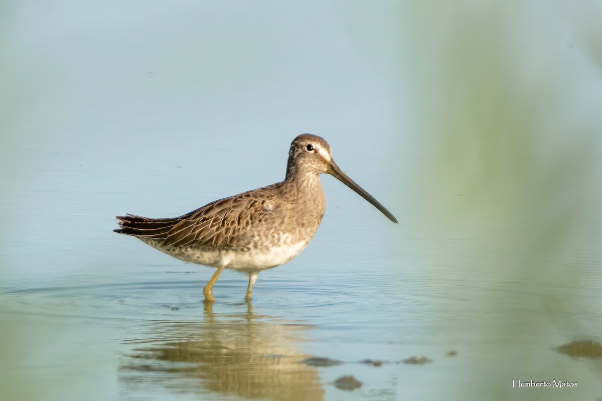 Long-billed Dowitcher - ML645181310