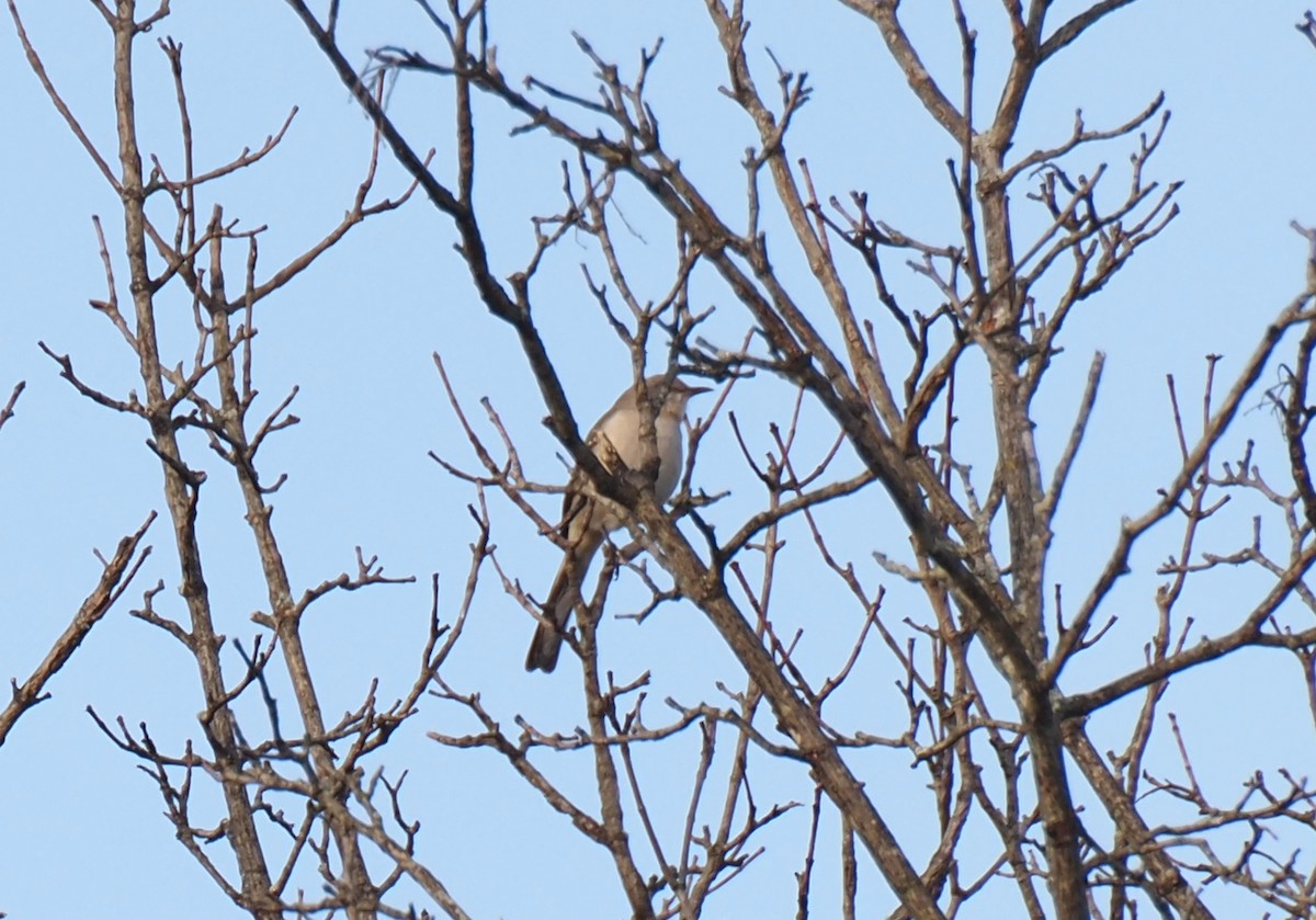 drozdec mnohohlasý - ML645181321