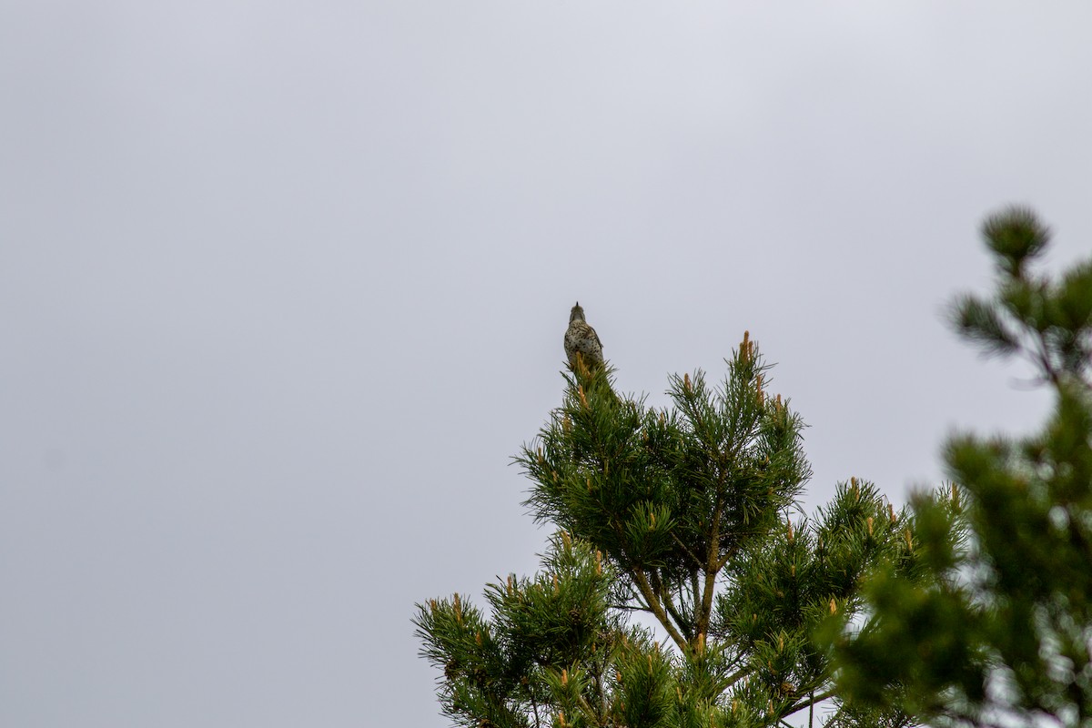 drozd brávník - ML645181323