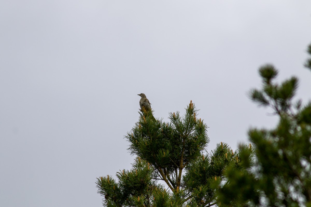 drozd brávník - ML645181324