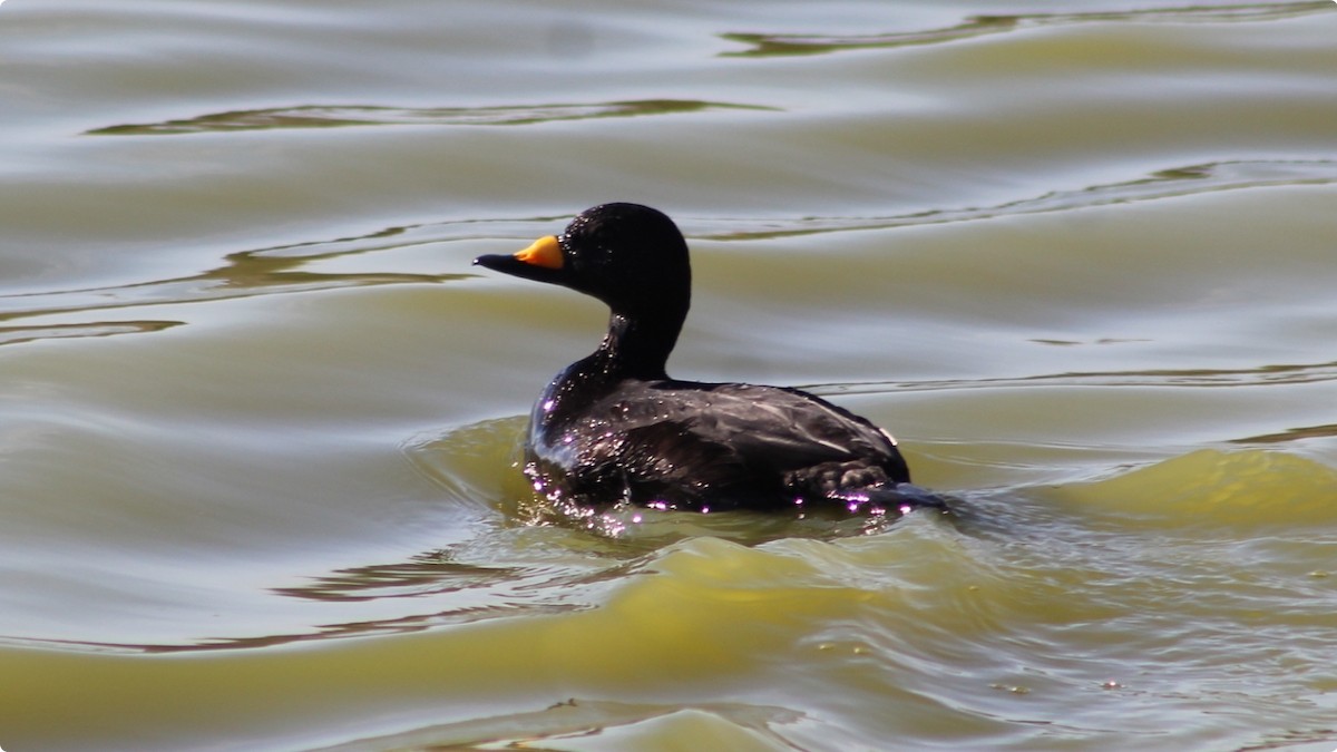 Black Scoter - ML645181337