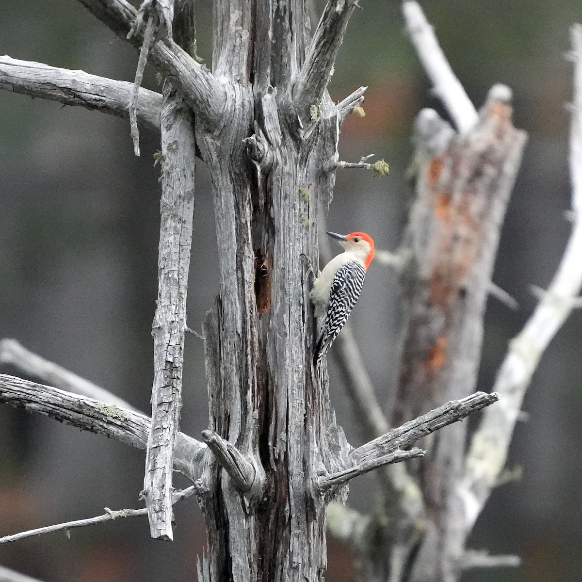 Carpintero de Carolina - ML645181339