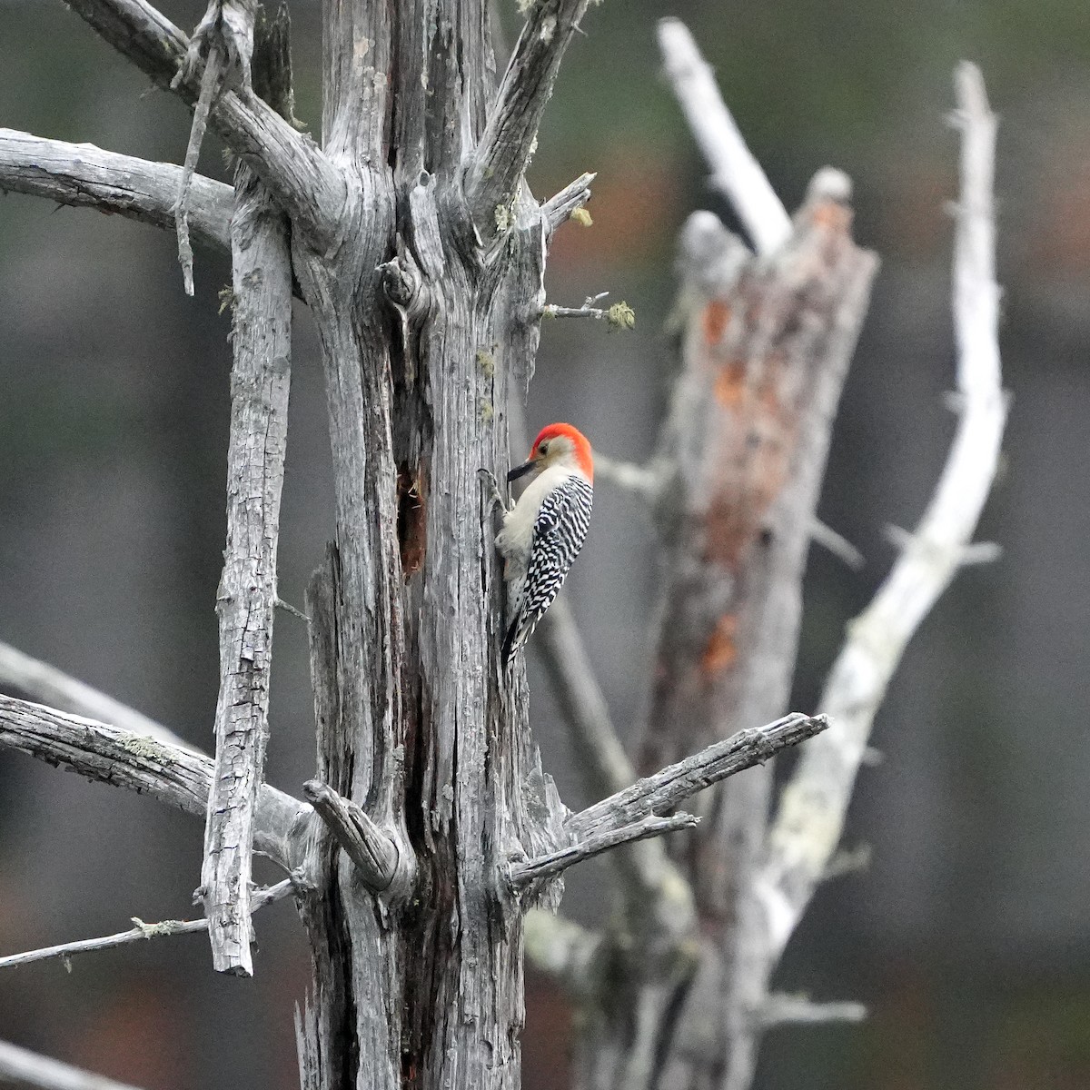 Carpintero de Carolina - ML645181340