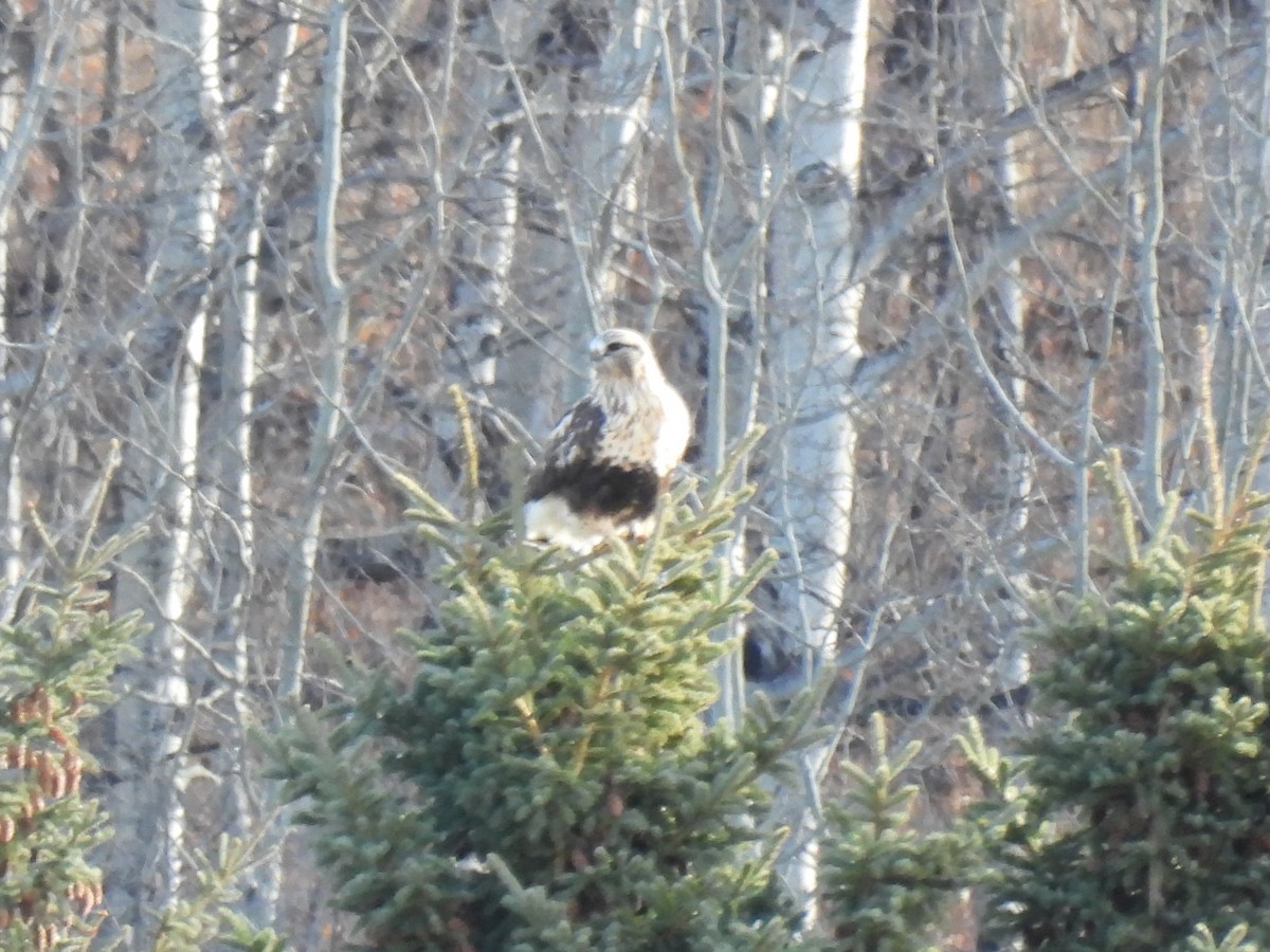 Rough-legged Hawk - ML645181350