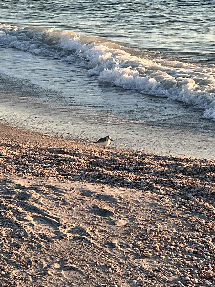 Txirri zuria - ML645181357