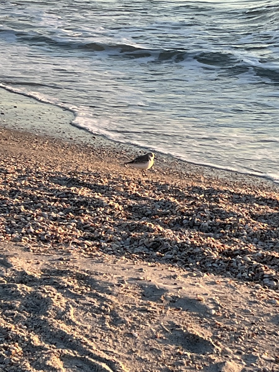 Txirri zuria - ML645181358