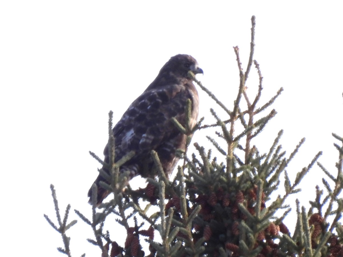 Red-tailed Hawk - ML645181359