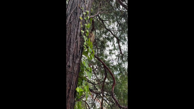 Great Horned Owl - ML645181371