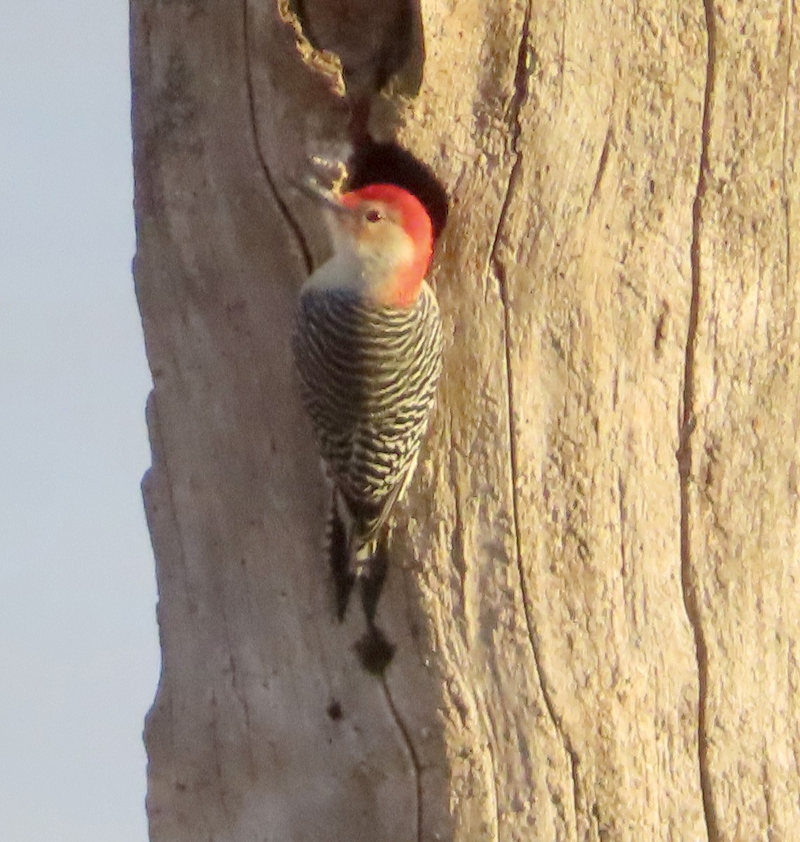 Carpintero de Carolina - ML645181390