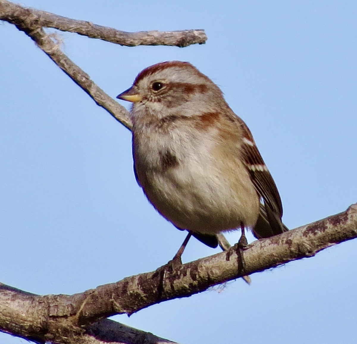 American Tree Sparrow - ML645181396
