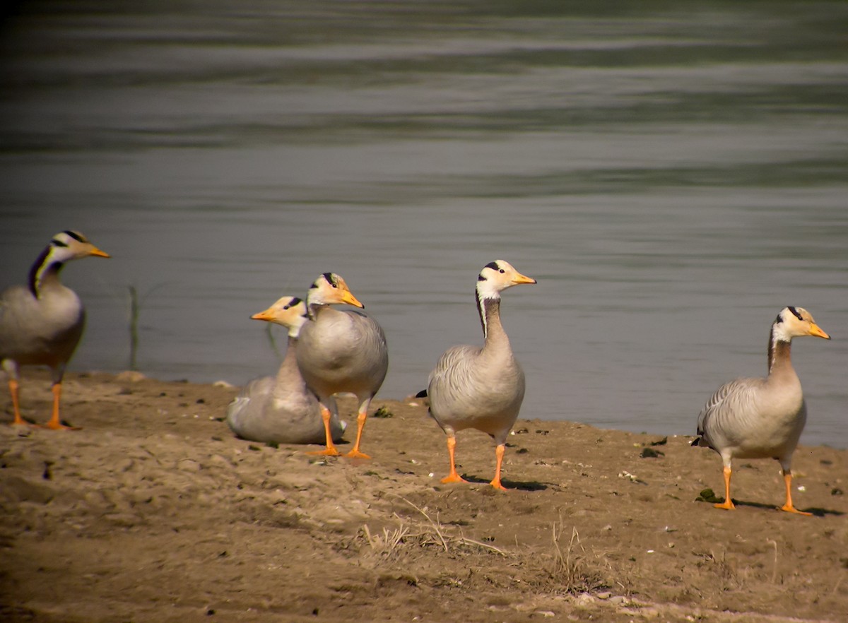 Гуска гірська - ML645181399