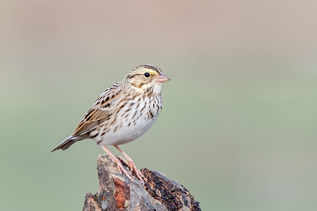 גיבתונית ערבות - ML645181403