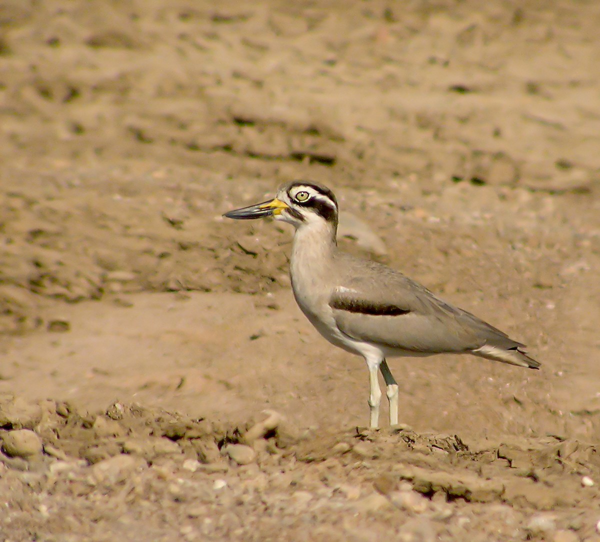 Great Thick-knee - ML645181411