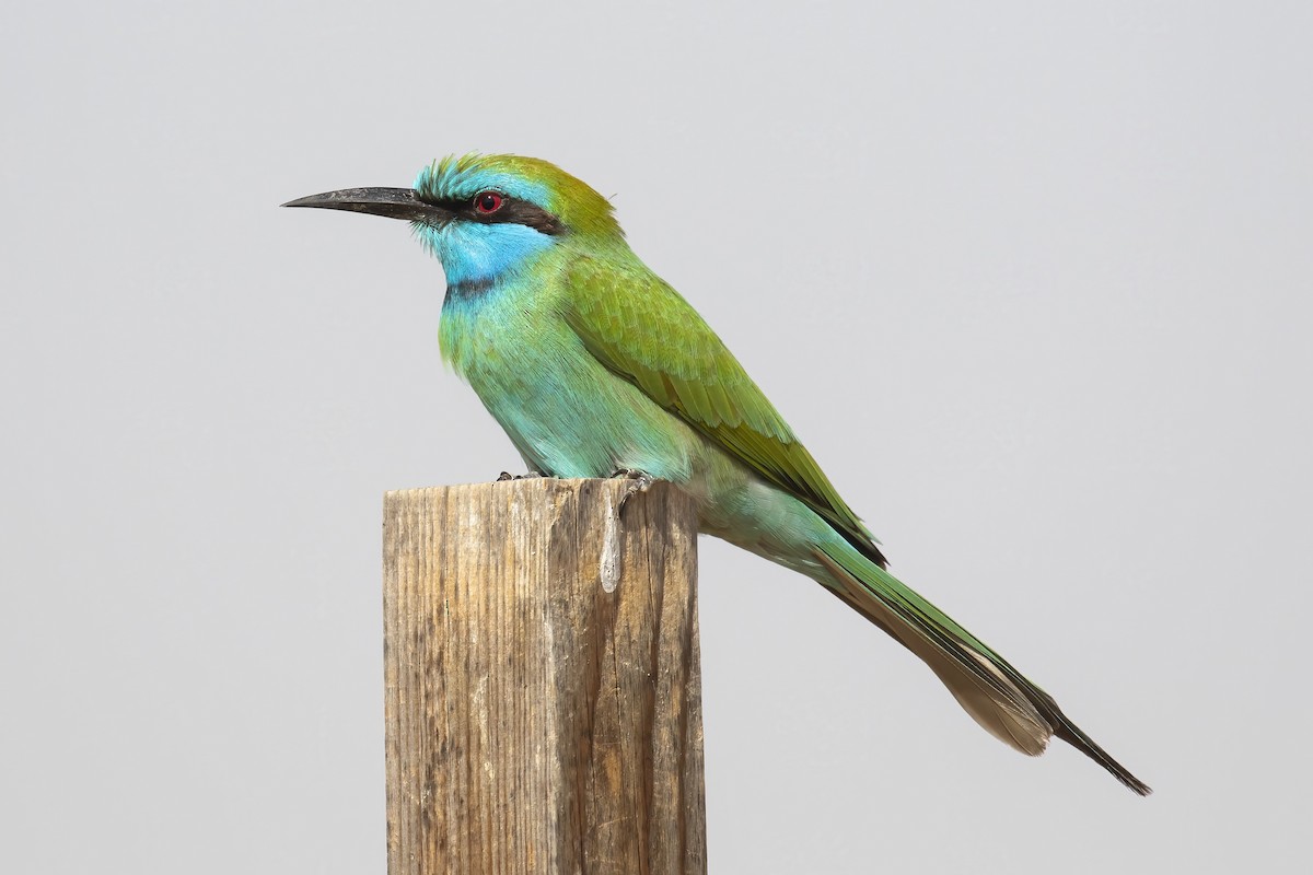 vlha arabská - ML645181421