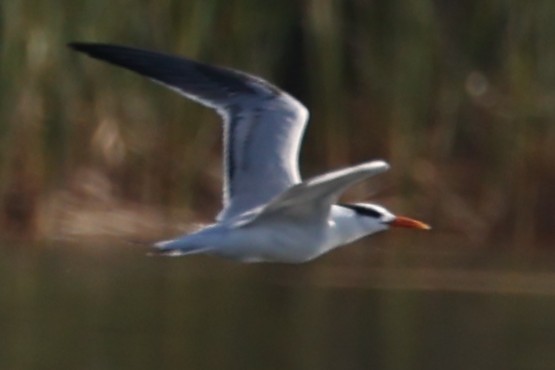 Royal Tern - ML645181423