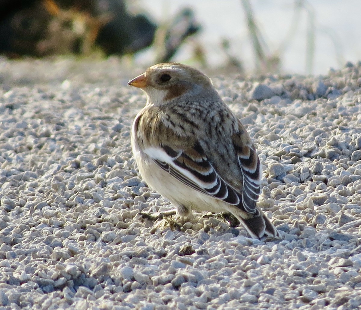 Snow Bunting - ML645181424