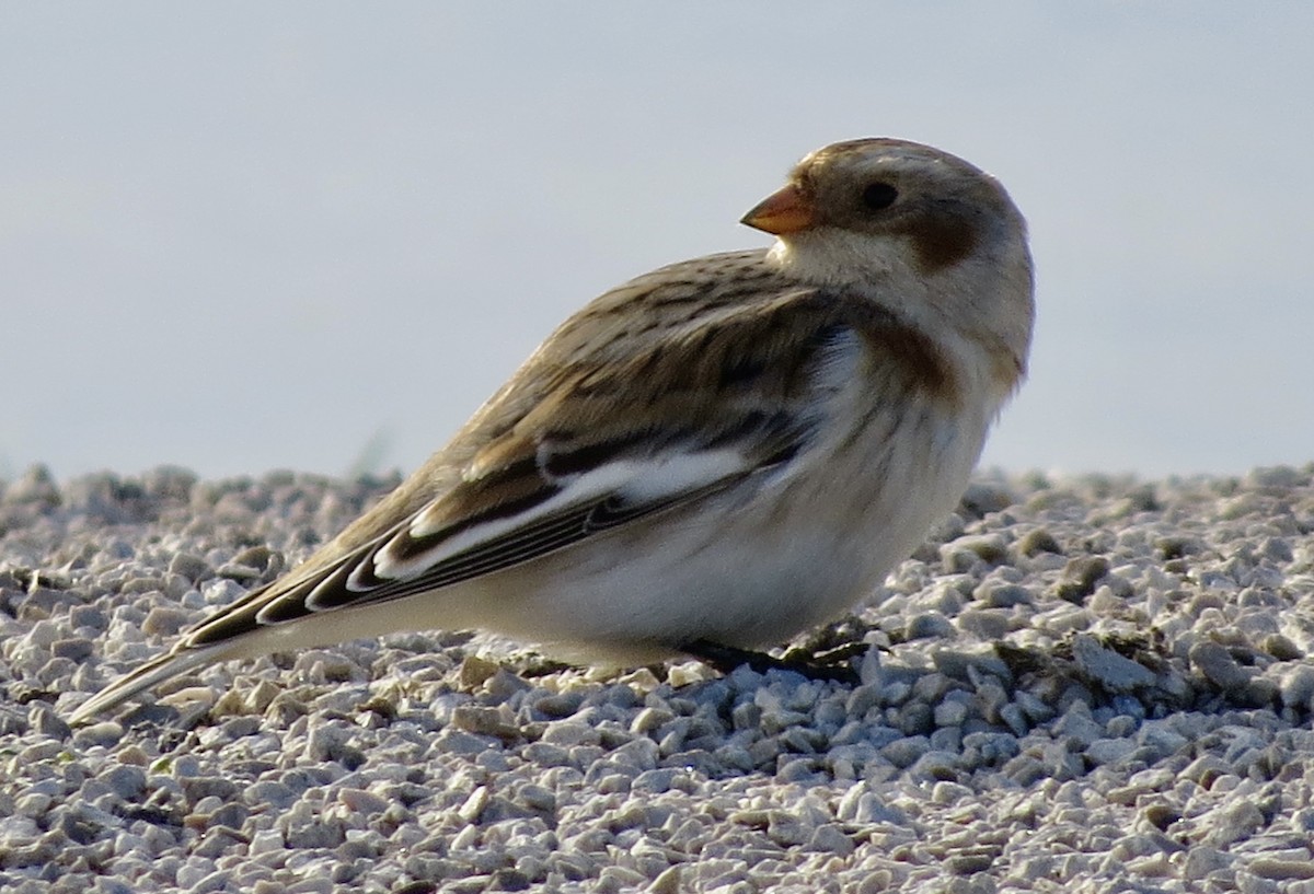 Snow Bunting - ML645181437