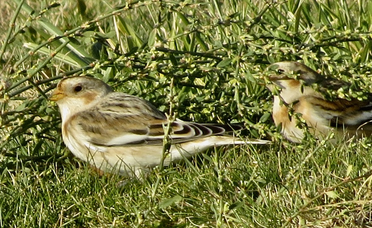 Snow Bunting - ML645181442