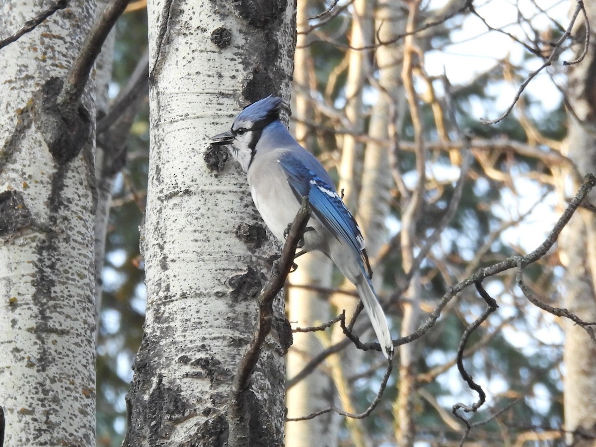 Blue Jay - ML645181443