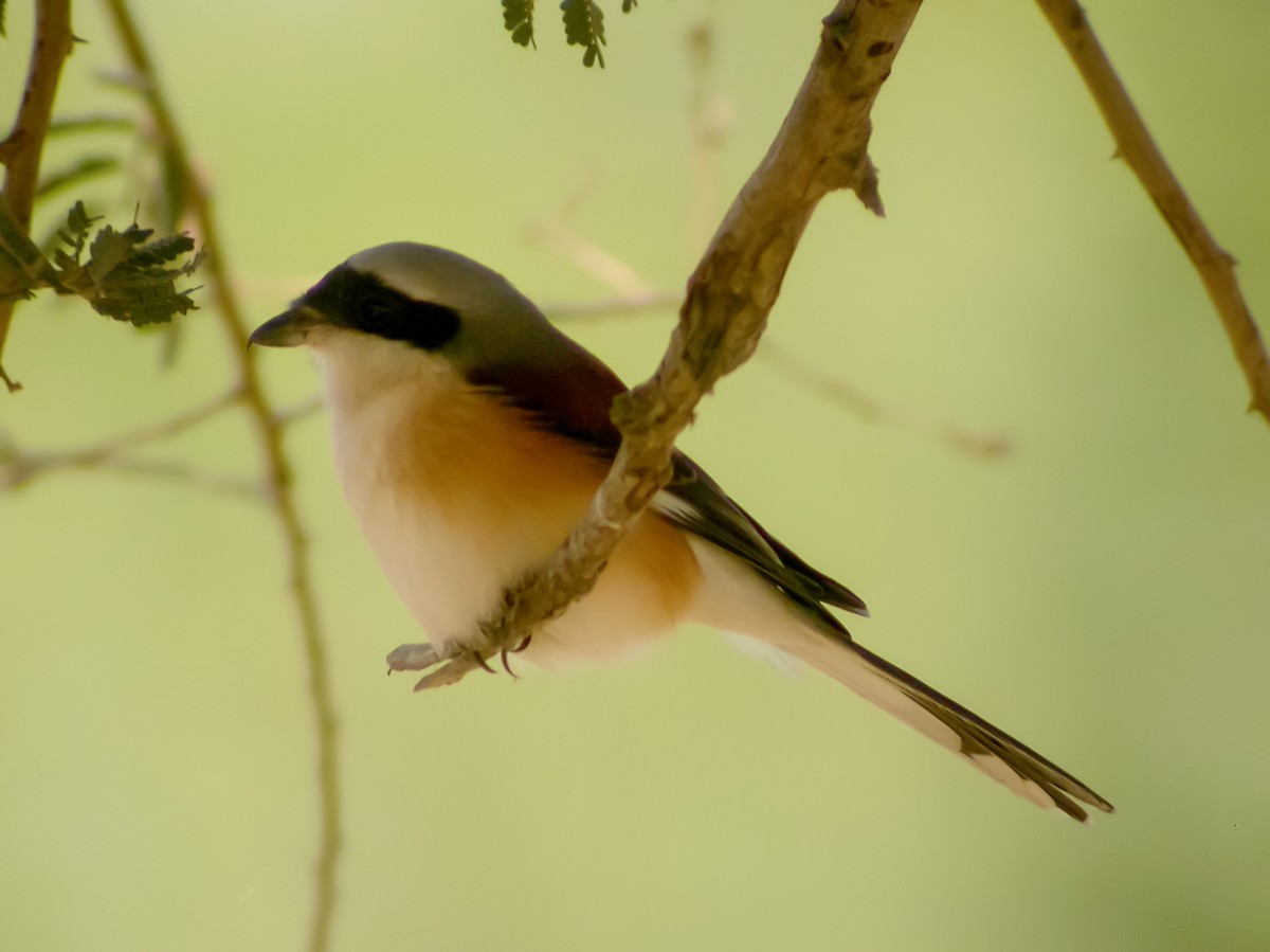 Pie-grièche à bandeau - ML645181464
