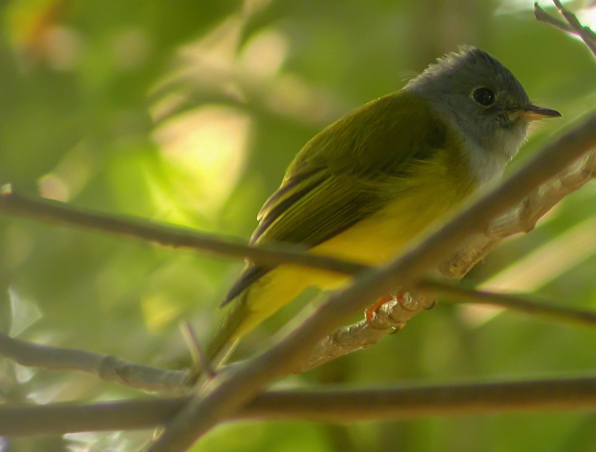 Gray-headed Canary-Flycatcher - ML645181467