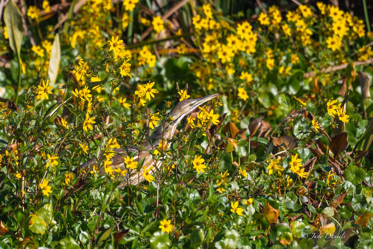 Бугай американський - ML645181480