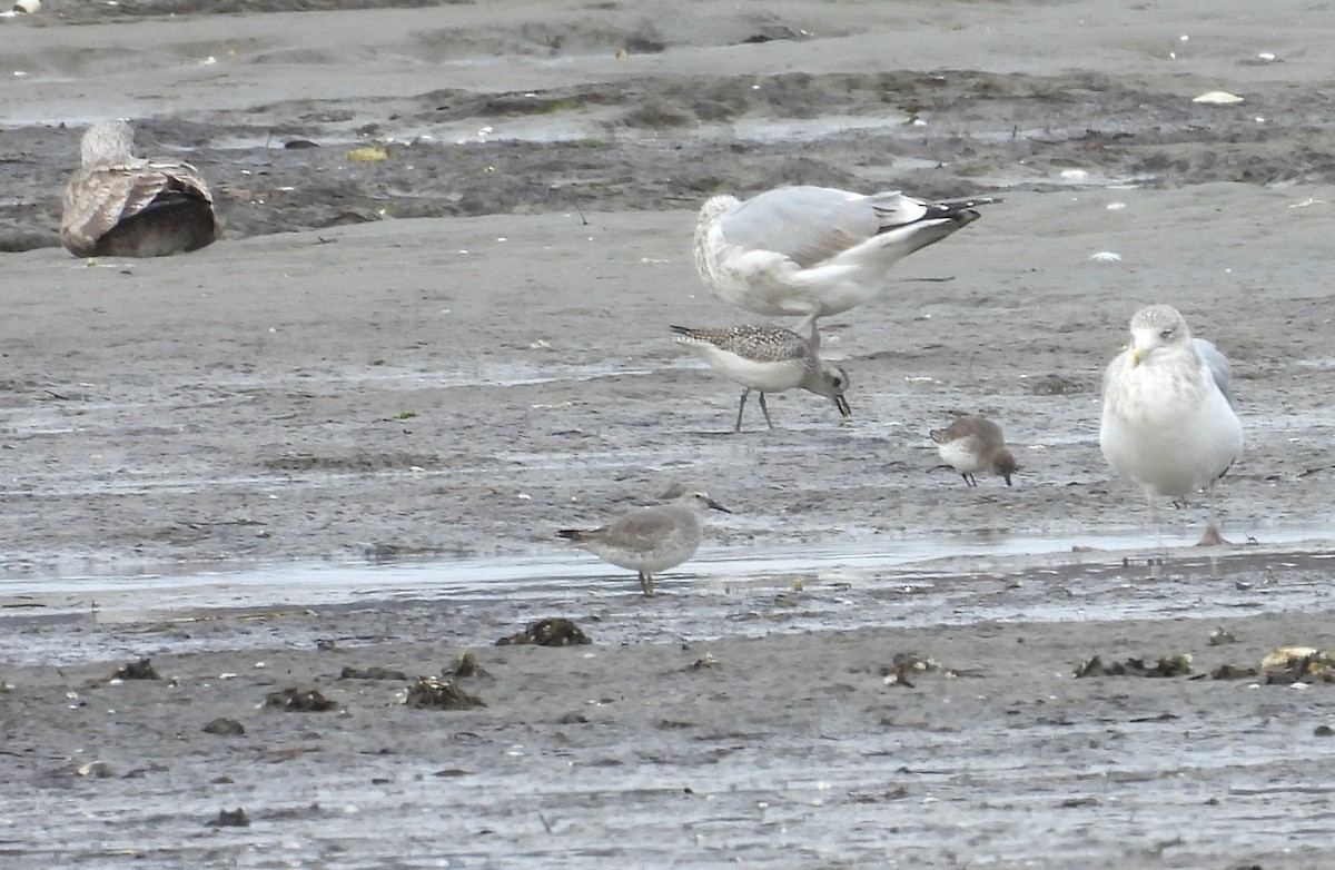 חופית להקנית - ML645181502