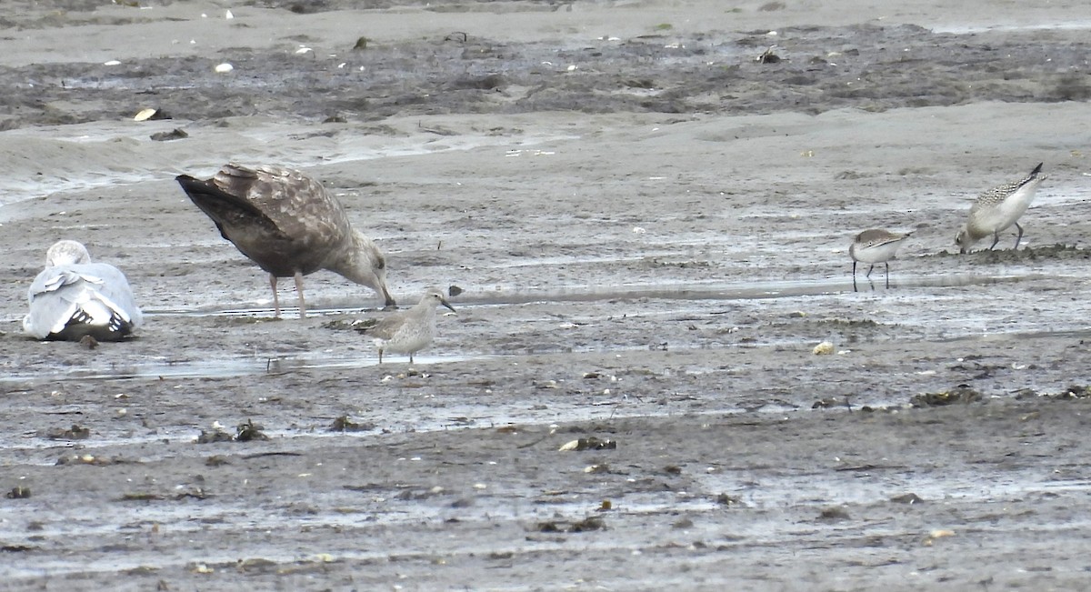חופית להקנית - ML645181504