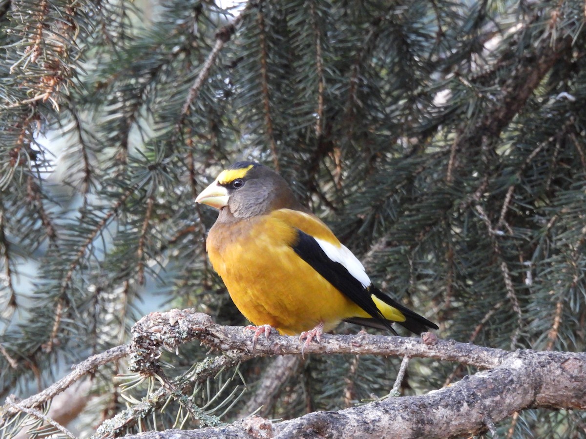 Evening Grosbeak - ML645181510